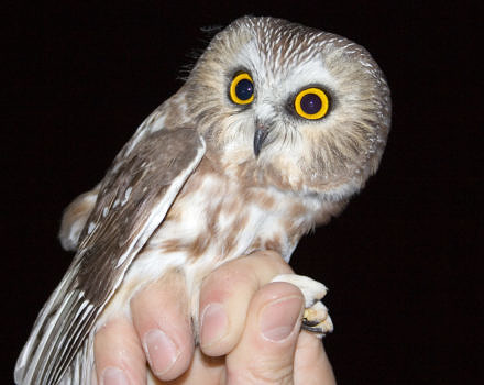 A person's hand holding a saw-whet owl. (photo © Elizabeth Nicodemus via the Flickr Creative Commons)