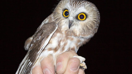A person's hand holding a saw-whet owl. (photo © Elizabeth Nicodemus via the Flickr Creative Commons)
