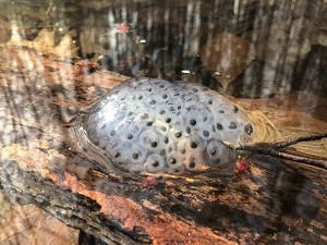 Spotted salamander eggs emerging from the calm water of a vernal pool in April. (photo © Brett Amy Thelen)