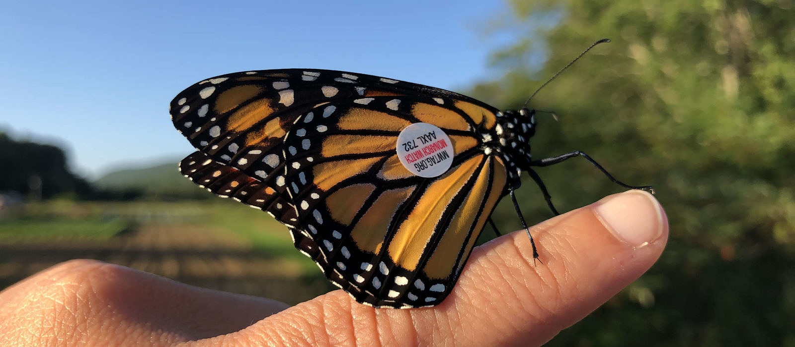A monarch butterfly with a circular tag on its wing perches on a person's finger. (photo © Brett Amy Thelen)