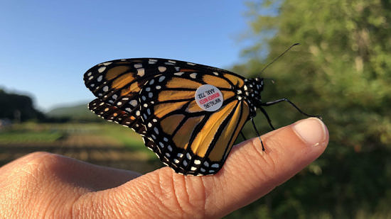 A monarch butterfly with a small sticker on its wing rests on a person's finger. (photo © Brett Amy Thelen)