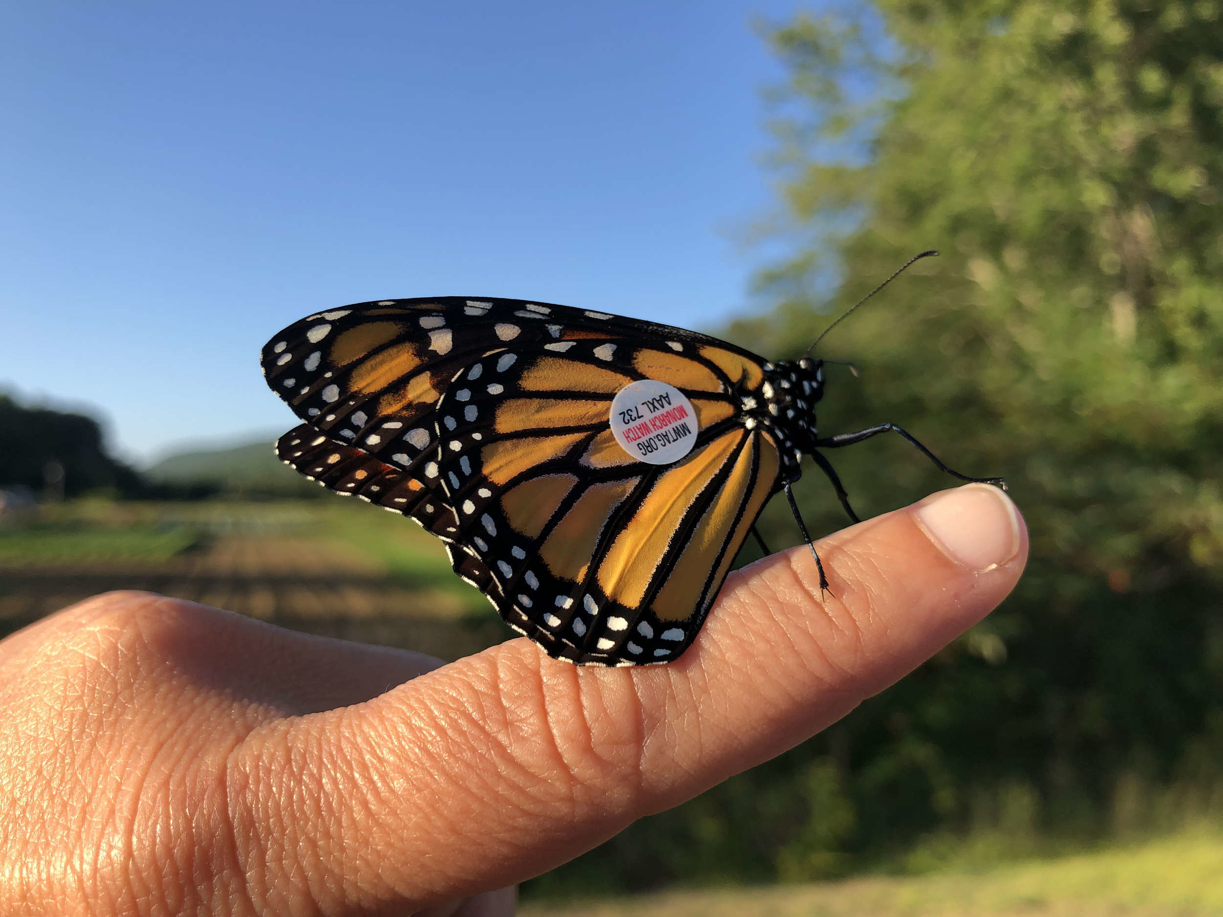 A monarch butterfly with a small sticker on its wing rests on a person's finger. (photo © Brett Amy Thelen)