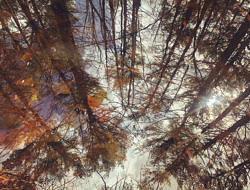 Trees reflected in the still water of a woodland vernal pool.  (photo © Brett Amy Thelen)