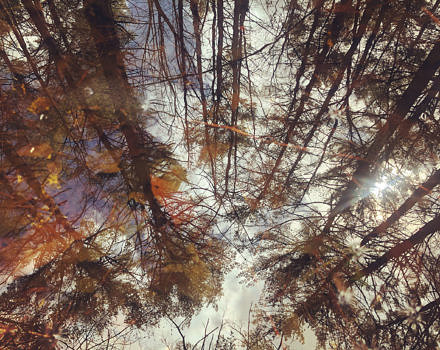 Trees reflected in the still water of a calm vernal pool. (photo © Brett Amy Thelen)