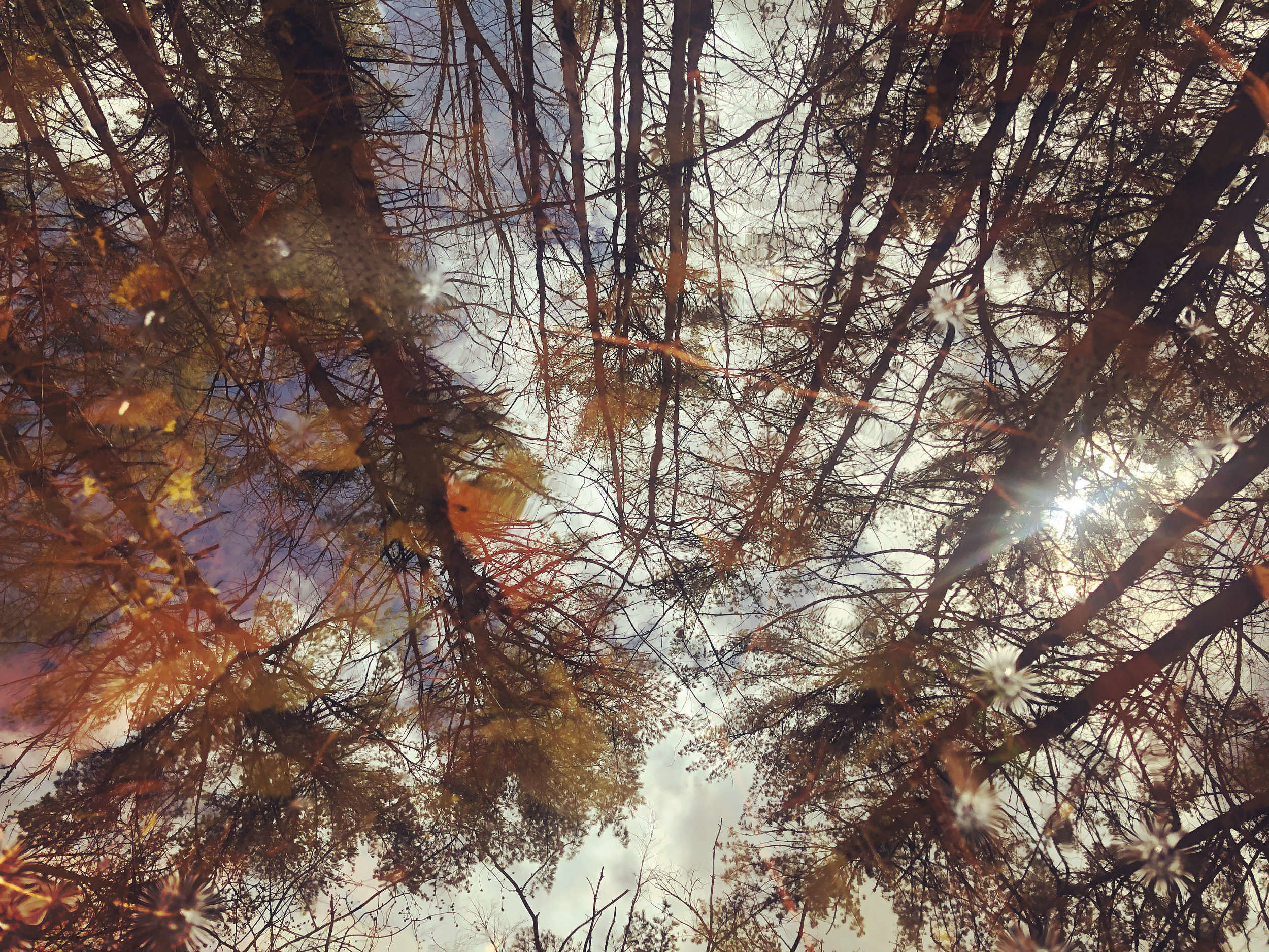 Trees reflected in the still water of a calm vernal pool. (photo © Brett Amy Thelen)