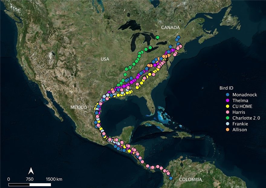 A map of North America showing the migration routes of seven satellite-tagged Broad-winged Hawks, as of December 1, 2021. (map © Hawk Mountain)