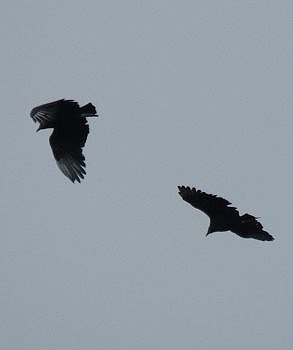 On October 22, 2021, the Pack Monadnock Raptor Observatory recorded its first Black Vultures in the history of the project. (photo © Phil Brown)