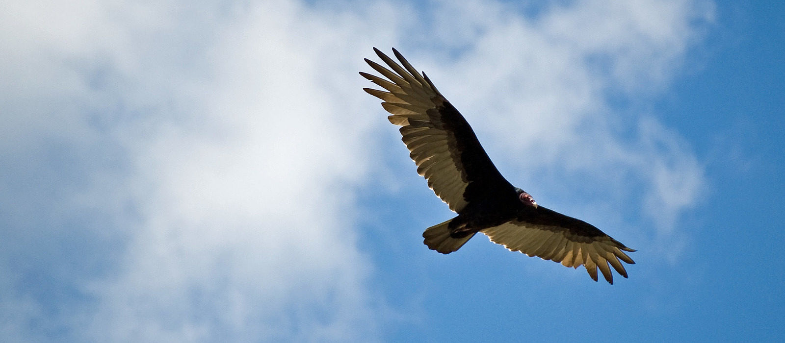 A Turkey Vulture in flight. (photo © Ken Bosma via the Flickr Creative Commons)