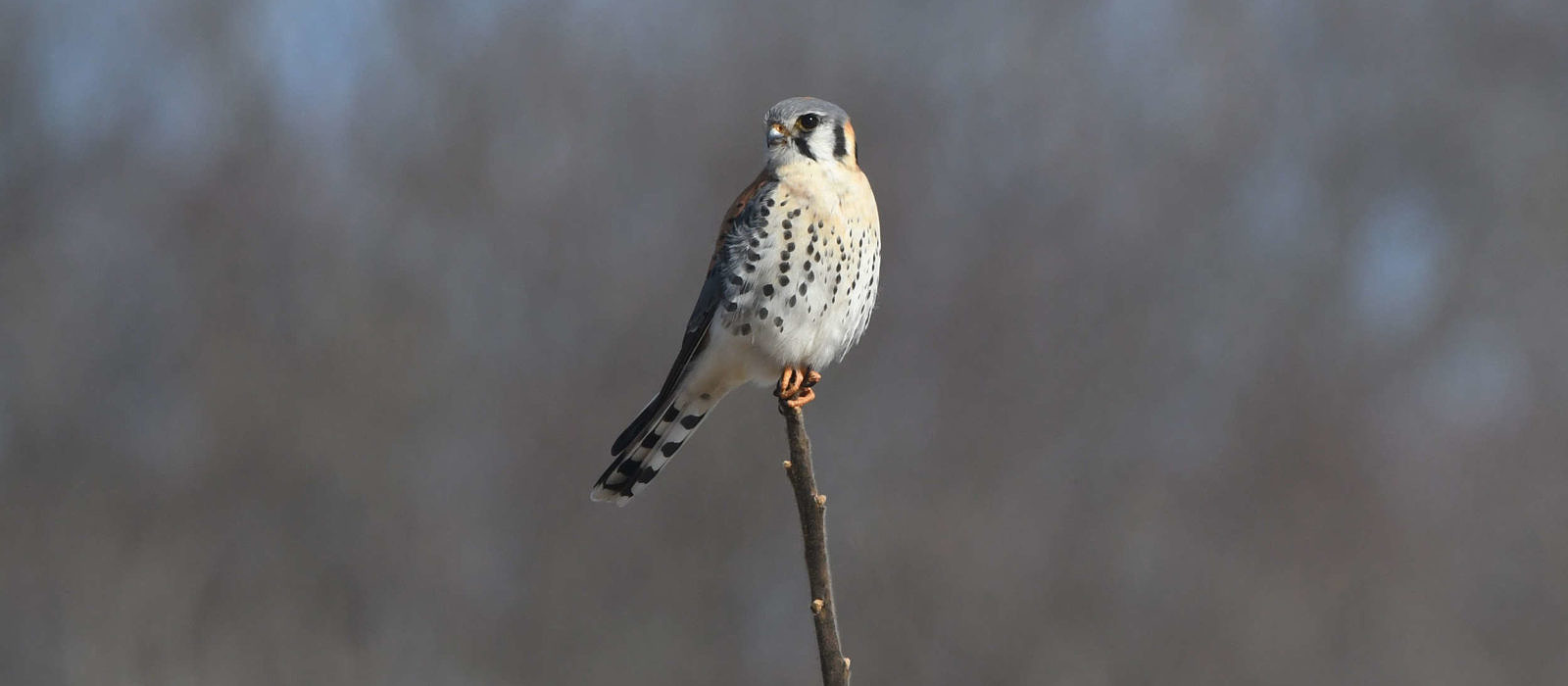 An American Kestrel perches at the top of a twig. (photo © Eric Masterson)