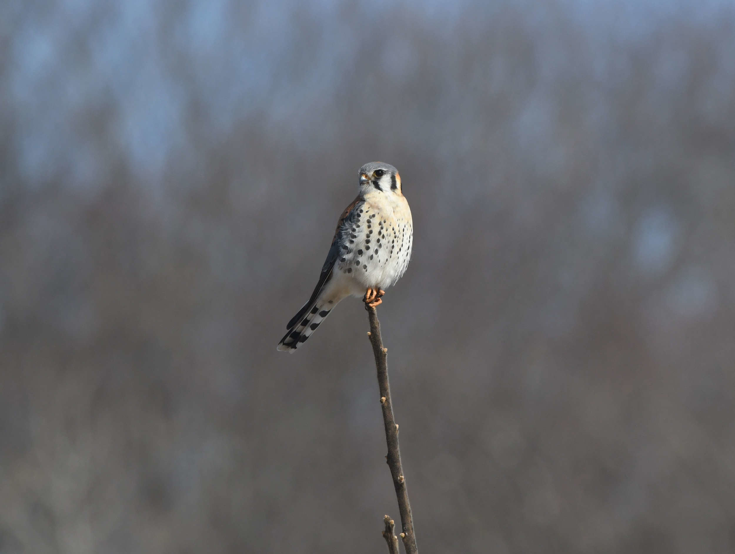An American Kestrel, perched on a twig. (photo © Eric Masterson)
