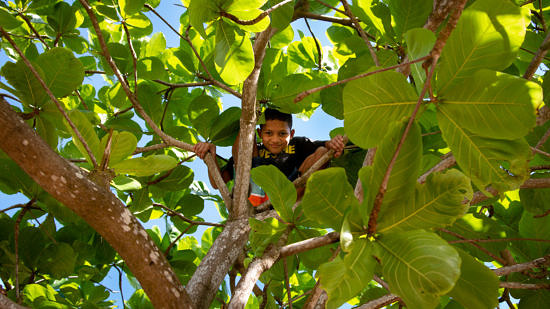 A child peeks out from the branches of a tropical tree. (photo © Laurie McGowan)