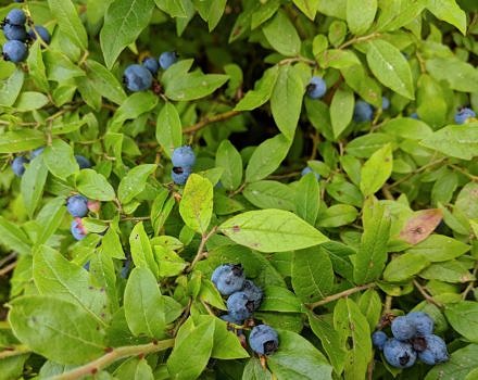 Wild blueberries. (photo © Scott Hecker)