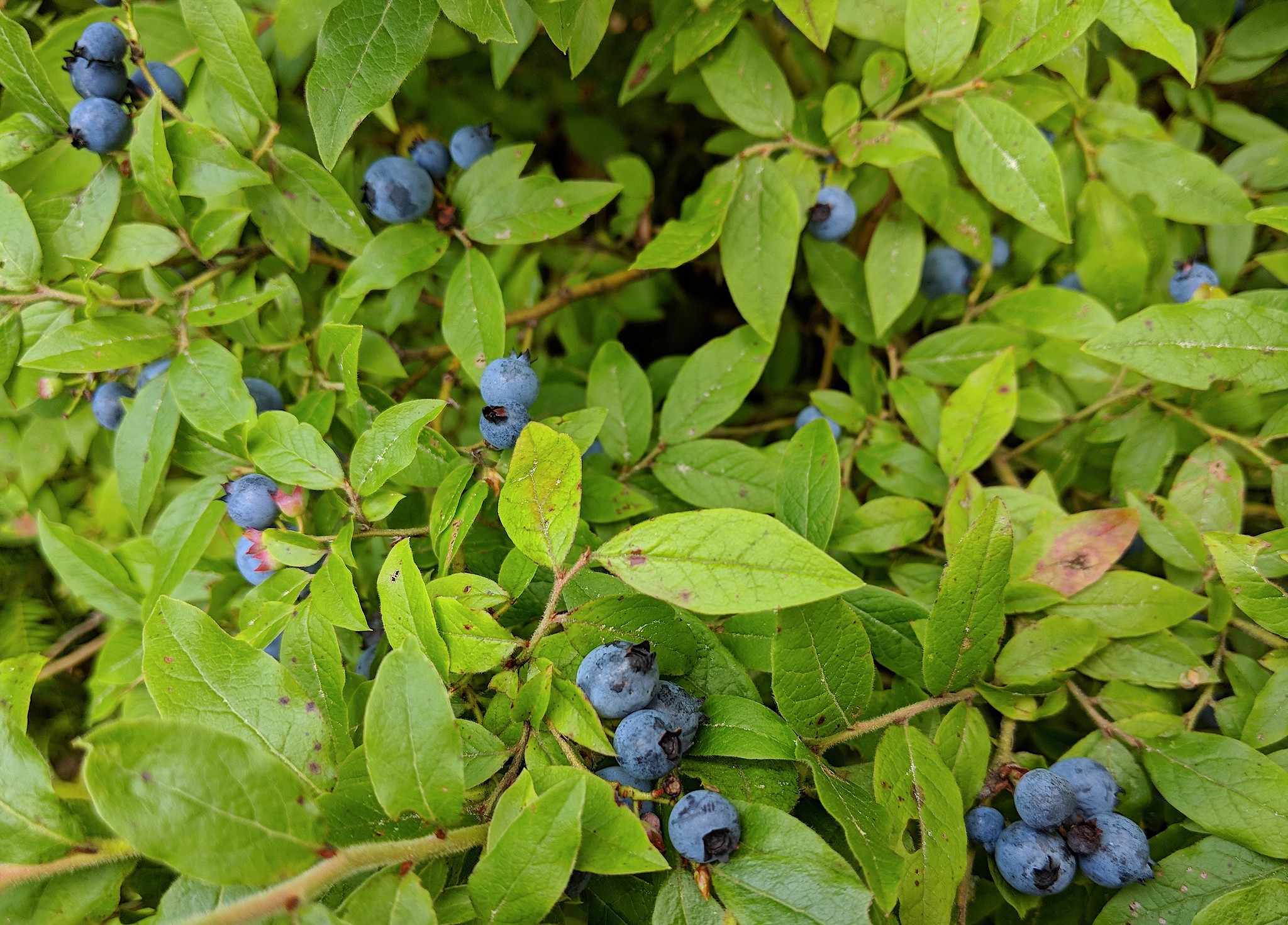 Wild blueberries. (photo © Scott Hecker)