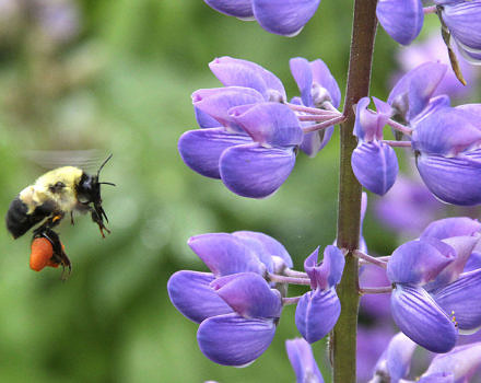 A native bumble bee with bright orange pollen baskets flies towards a purple lupine flower. (photo © Francie Von Mertens)