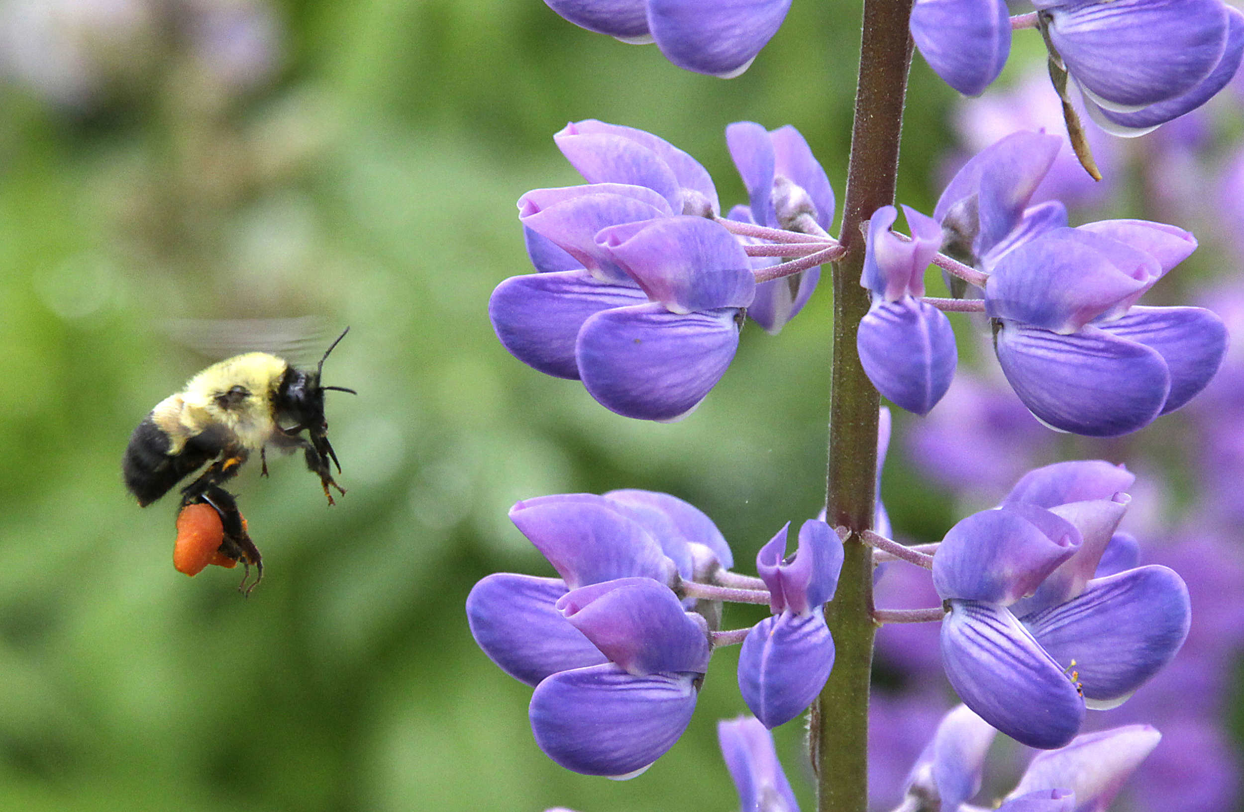 A native bumble bee with bright orange pollen baskets flies towards a purple lupine flower. (photo © Francie Von Mertens)