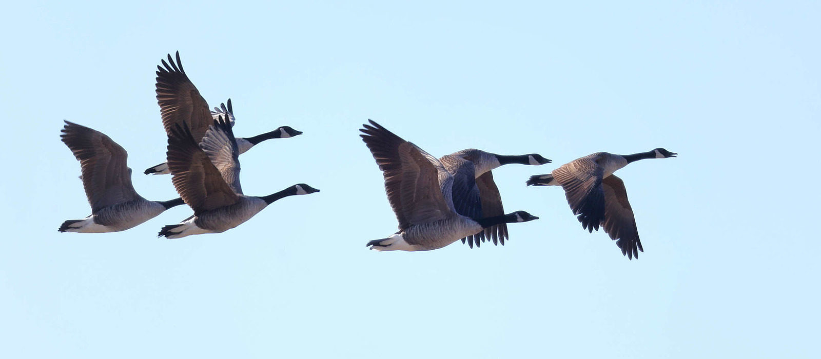A flock of Canada Geese in flight against a light blue sky. (photo © Andre Moraes / raven.digital)