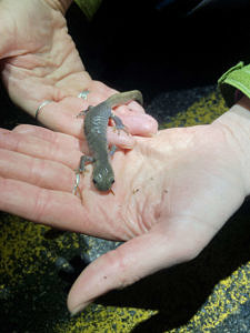 The very first Jefferson complex salamander of the year at Jordan Road. (photo © Kim Snyder)