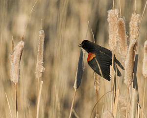 A Red-winged Blackbird sings while perched on a cattail. (photo © Matt Knoth via the Flickr Creative Commons)