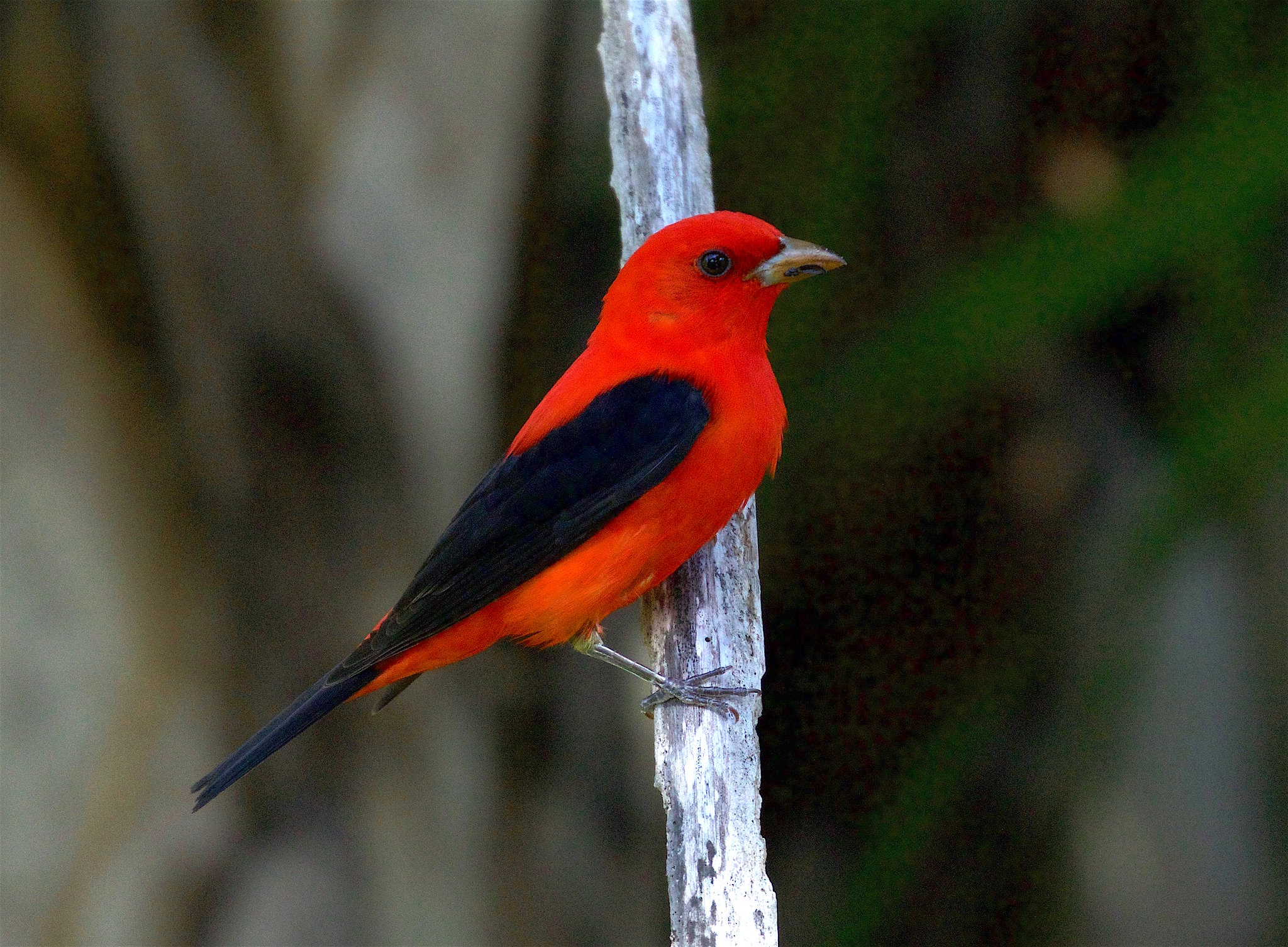 A brilliant red and black Scarlet Tanager, perched on a gray branch. (photo © Scott Hecker via the Fllickr Creative Commons)