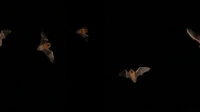Bats in flight against a dark sky. (photo © Stuart Anthony via the Flickr Creative Commons)