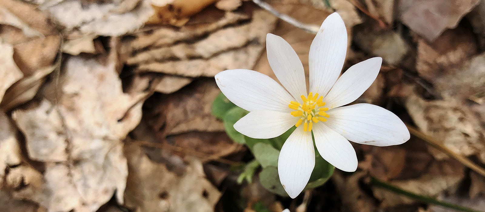 Bloodroot — one of the earliest spring wildflowers — blossoms white against a backdrop of fallen leaves. (photo © Brett Amy Thelen)