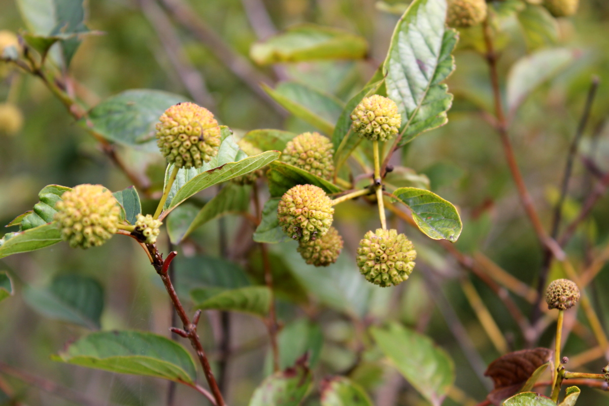 Yellow, globe-like fruits hang on thin stems on a buttonbush plant in September. (photo © Calin Darabus via the Flickr Creative Commons)
