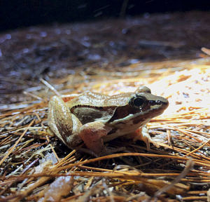 A wood frog, crouching on pine needles along the shoulder of North Lincoln Street. (photo © Brett Amy Thelen)