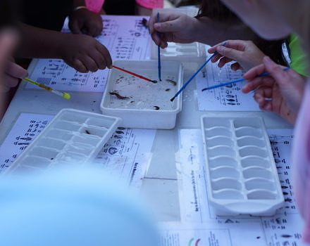Kids gather together to look closely at aquatic macroinvertebrates that they have sorted into ice cube trays. (photo © Gary Peeples/USFWS via the Flickr Creative Commons)