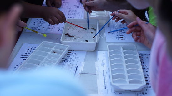 Kids gather together to look closely at aquatic macroinvertebrates that they have sorted into ice cube trays. (photo © Gary Peeples/USFWS via the Flickr Creative Commons)