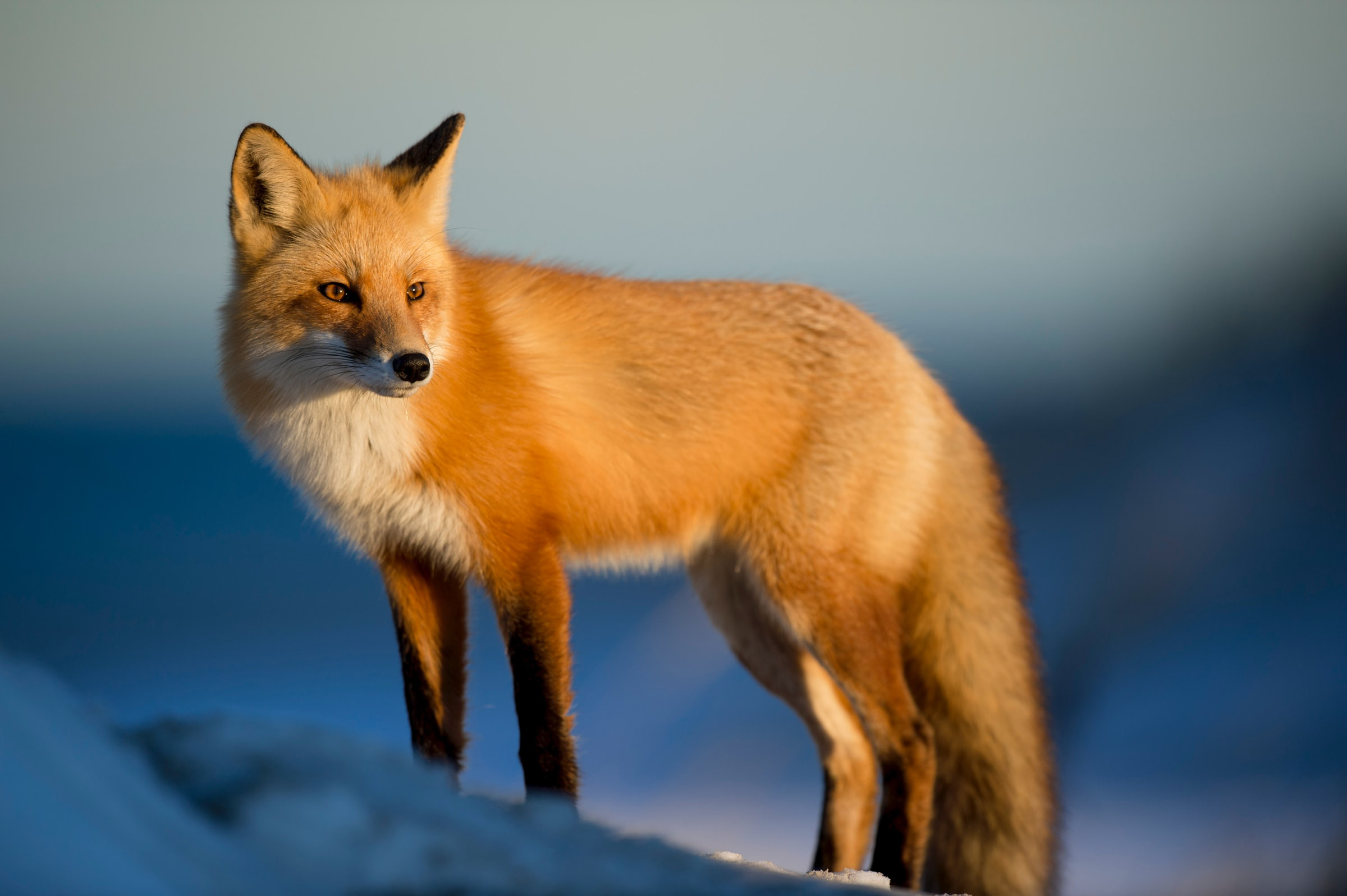 A red fox standing in the snow. (photo © Ray Hennessy via Unsplash)