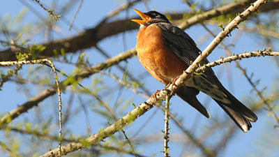 A Robin, perched on a branch and sinigng. (photo © TC Davis via the Flickr Creative Commons)