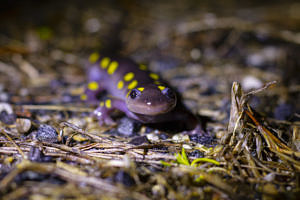 A spotted salamander surrounded by pine needles. (photo © Sam Moore)