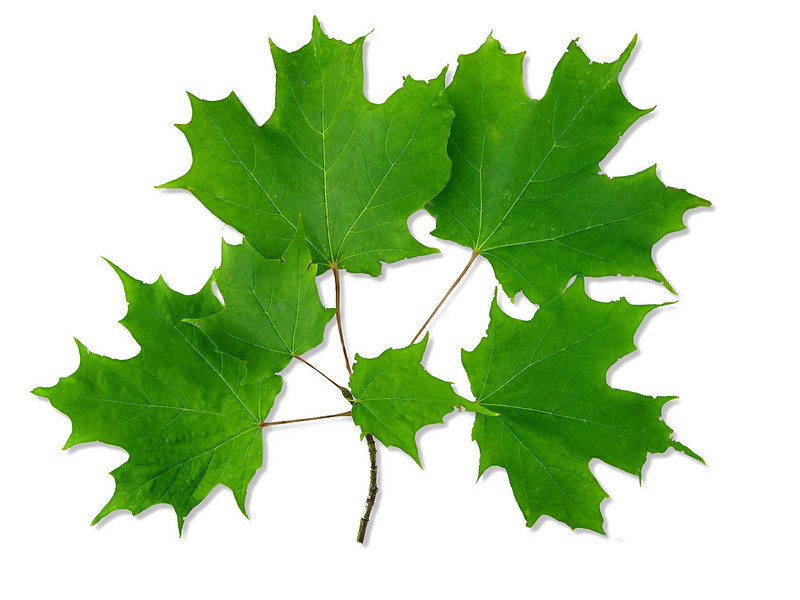 A cluster of green sugar maple leaves, photographed against a white background. (photo © Evelyn Fitzgerald via the Flickr Creative Commons)