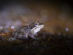 A wood frog pauses on Big Night (photo © Sam Moore)