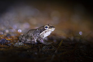 A wood frog on a March night. (photo © Sam Moore)