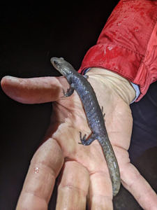 A blue-gray salamanders crawls on a person's outstretched hand. (photo © Sarah Wilson)
