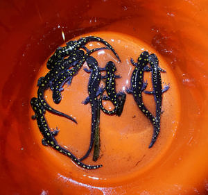 A group of spotted salamanders inside a red bucket. (photo © Stephen Lowe)