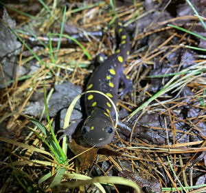A spotted salamander, surrounded by pine needles on a road shoulder in Harrisville. (photo © Juniper King)