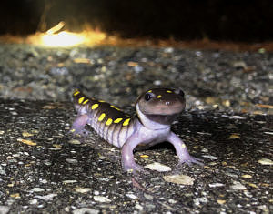 A spotted salamander pauses on a wet road on a spring night. (photo © Brett Amy Thelen)