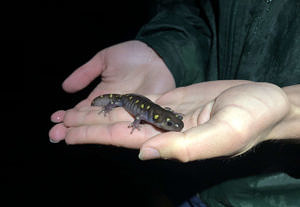 Two hands holding a spotted salamander. (photo © Brett Amy Thelen)