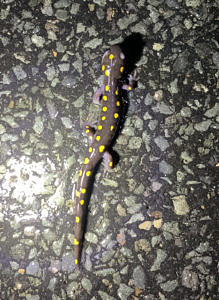 A spotted salamander walks across a paved road. (photo © Juniper King)