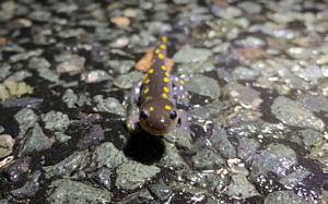 A spotted salamander smiles up from a wet road. (photo © Juniper King)