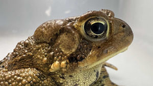 A close-up of a toad's face, in profile. (photo © Doug Bonin)