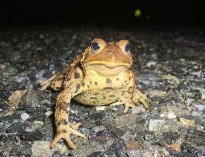 An American toad steps forward on a wet road. (photo © Juniper King)