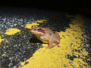 A wood frog stands on the centerline of a paved road. (photo © Brett Amy Thelen)