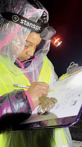 A girl wearing a reflective vest, rain poncho, and headlamp records data on a clipboard, while a toad looks on. (photo © Chandra Balakrishna)