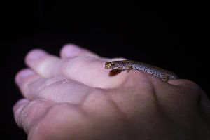 A four-toed salamander crawls across a person's hand. (photo © Sam Moore)