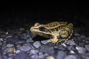 A pickerel frog pauses on a wet road. (photo © Sam Moore)