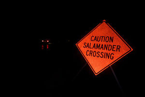 An orange road sign that says, "Caution Salamander Crossing" with car headlights visible in the distance. (photo © Ben Conant)