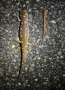 A spotted salamander and a red-backed salamander walk side by side across a road. (photo © Stephen Lowe)
